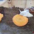 삼배농장 이미지