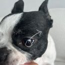 이룸외과동물병원 이미지