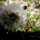 민들레여행 이미지