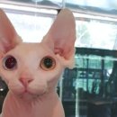 애니멀 프렌즈 이미지