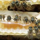 전체 꿀 시장의 60% 이상을 사양꿀이 점유했다. 이미지