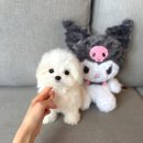 아인츠독 강아지애견분양 성남위례본점 | 애기모습 그대로 크는 &#34; 꾸몽이 &#34; 말티푸분양