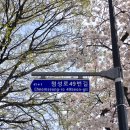 돌담길민박 | 경주 벚꽃 명소 대릉원 돌담길 벚꽃 개화 현황 실시간