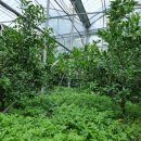 선미농장 이미지