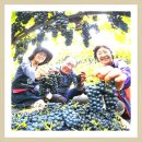 박종진 농장 이미지