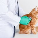 대곡동물병원 이미지