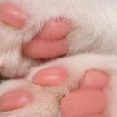 멍멍식객 이미지