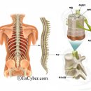 척수[spinal cord,脊髓] 이미지