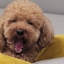 퍼피로비 이미지