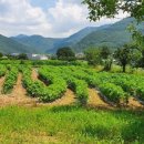 금천면사무소 이미지