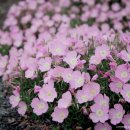 하도조아 이미지