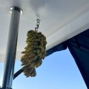 옐로우샤크 | 몰디브 리브어보드 4일차 후기(feat. 문워크, 널스샤크 나이트다이빙)