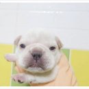 아나동물메디컬센터 | 아나동물메디컬센터, 강동구 동물병원의 새로운 지평을 열다