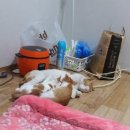 개냥이 네이버블로그