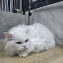 개밥주는고양이 | 고양이 미용을 맡기는 이유, 포항 ‘개밥주는고양이’에서 말합니다