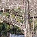 의령 세간리 은행나무 이미지