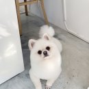 퍼피루미 이미지