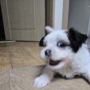 시츄 가정 분양 후기｜꽃님이를 닮은 강아지 나나를 데려오게 된 이야기