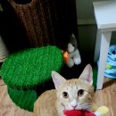 포레스트캣 이미지