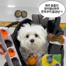 현무 | 제주공항근처 분위기좋은 오션뷰 디저트맛집 휴즐리 한라봉말차•현무쫀득쿠키 귤쫀쿠 후기