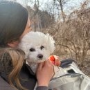 가평 댕댕이 애견 풀빌라 펜션 블루 이미지