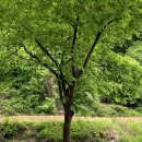 우니메이카(가평점) 이미지