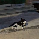 왈왈그루밍 이미지