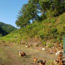 꿈의농장 이미지