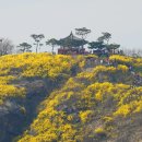 개나리 Daum카페