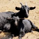 포승농장 이미지