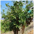 유자나무펜션 이미지