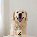 골든파티 | 강아지 생일 케이크 주문 제작 골든리트리버 생일파티 후기
