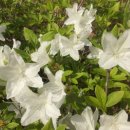 모란행정사 이미지