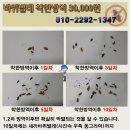 성남 중원구 하대원동에 상가입니다. 주방쪽에서 보이던 바퀴벌레가 홀까지 보여서 불안합니다.바퀴벌레퇴치 부탁드려요. 이미지