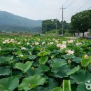 울미연꽃마을 이미지