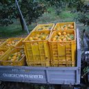 장창수농장 이미지