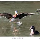 원앙 이미지