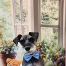 까꿍펫살롱 이미지