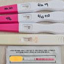 택스컴 | [임신 2~3주차 기록] 유월에 온 아기, 맴맴맴맴!