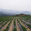 금당산-거문산(여름산행지,봉평메밀꽃축제산행,눈산행지) 이미지