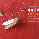 🪰🤎 애뱀잠자리붙이(Micromus numerosus) 🍂🪰 뱀잠자리를 닮은, 진딧물을 사냥하는 천적 익충 이미지