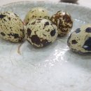 떳다횟집