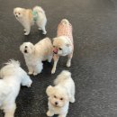 땅콩 애견유치원 이미지