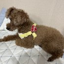 pit a pet (핏어펫) | &lt;핏어펫&gt; 야광 강아지네임텍