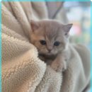 로얄축산