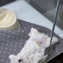 청주강아지분양 애견입양 애견미용 바른펫 이미지