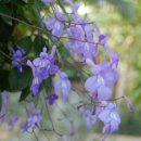 바이올렛 이미지