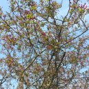 산에는 꽃이피네 이미지