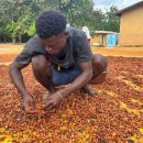 아프리카 코코아 가공 공장이 콩을 구입할 여력이 없어 초콜릿 가격이 급등할 가능성이 높습니다. 이미지