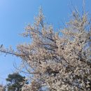 한국지엠오산원동바로서비스 | 오산 부산동 하수구 막힘 뚫음 오산동 원동 천장에서 물 떨어질 때 해결 후기입니다